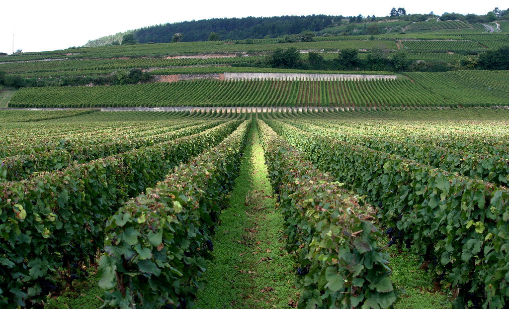 Price and Rarity in Burgundy